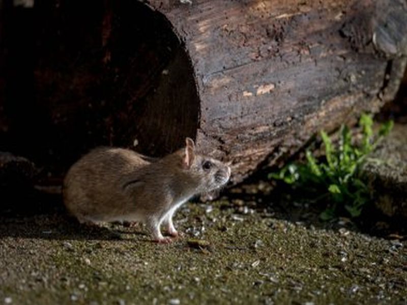 Comprehensive Rat Control: Proven Pest Control Methods