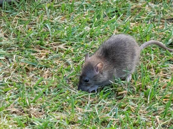 Comprehensive Rodent Control for Sydney