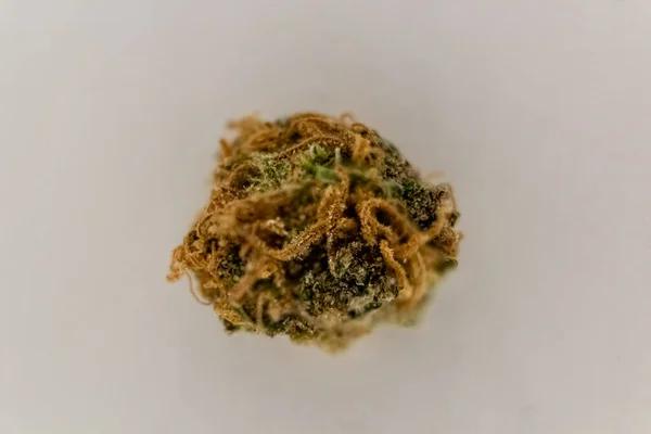 Understanding Exotic Shake Weed and Its Benefits